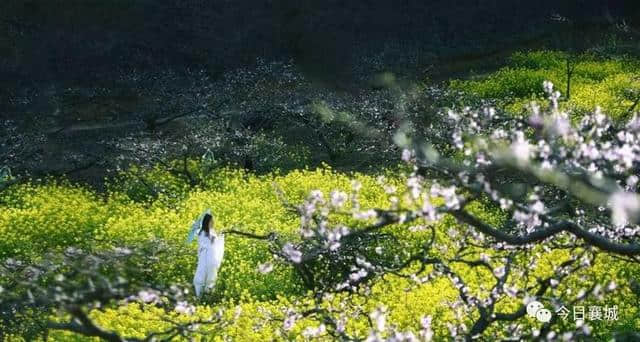 许昌旅游山水之间、油菜花海、文旅小镇，去山头店邂逅最美的春天