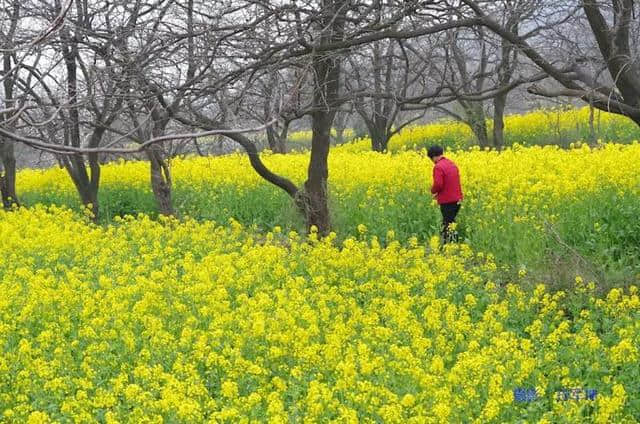 许昌旅游山水之间、油菜花海、文旅小镇，去山头店邂逅最美的春天