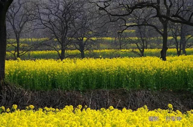 许昌旅游山水之间、油菜花海、文旅小镇，去山头店邂逅最美的春天