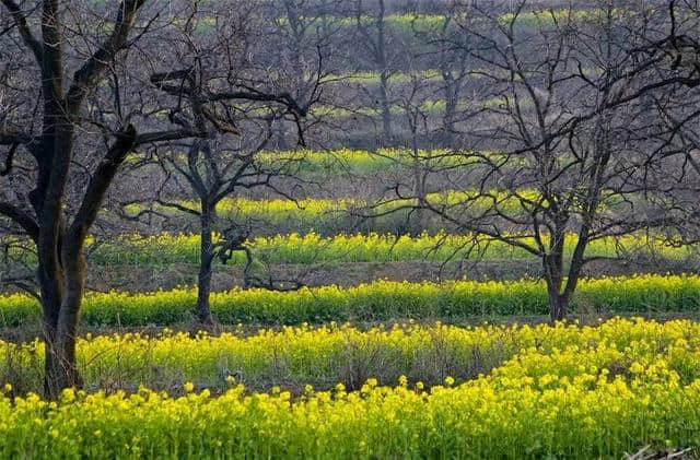 许昌旅游山水之间、油菜花海、文旅小镇，去山头店邂逅最美的春天