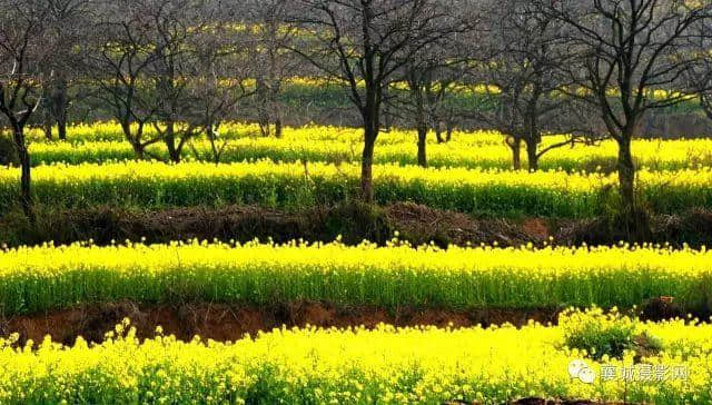 许昌旅游山水之间、油菜花海、文旅小镇，去山头店邂逅最美的春天