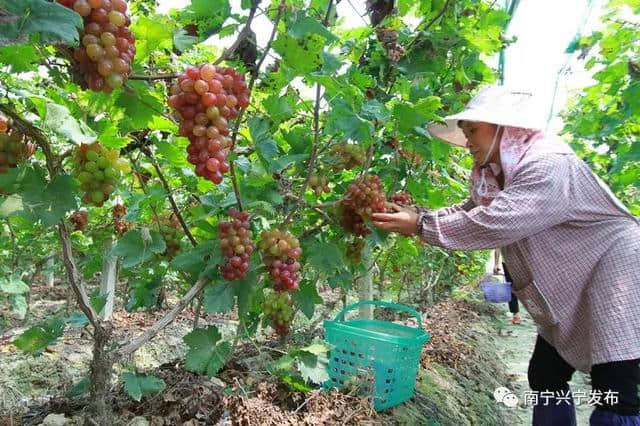 扬帆起航正当时 全域旅游新发展——兴宁区全力以赴创建广西全域旅游示范区