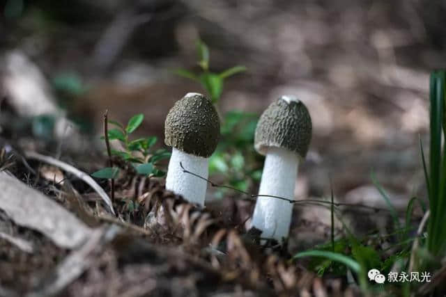 水尾旅游——地方特产篇