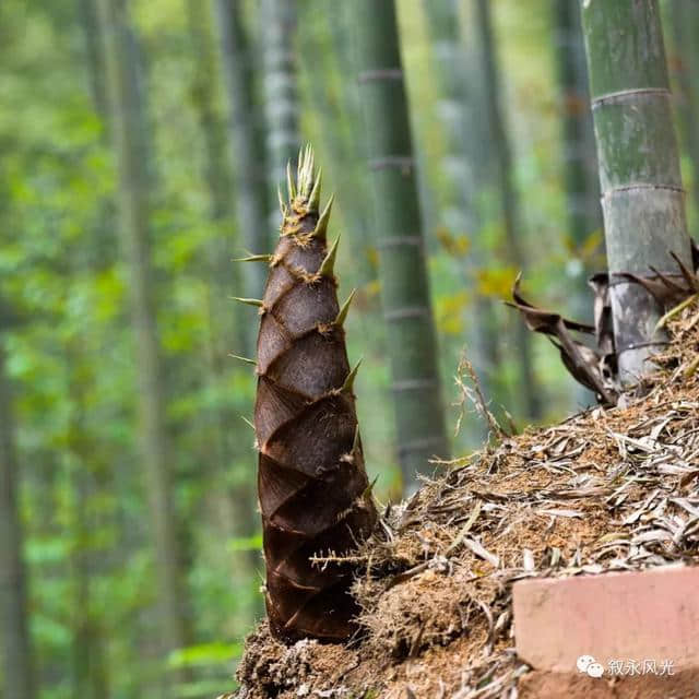 水尾旅游——地方特产篇