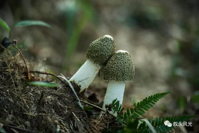 水尾旅游——地方特产篇