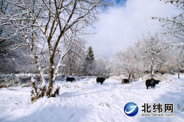 天全县二郎山冰雪节本月24日启幕