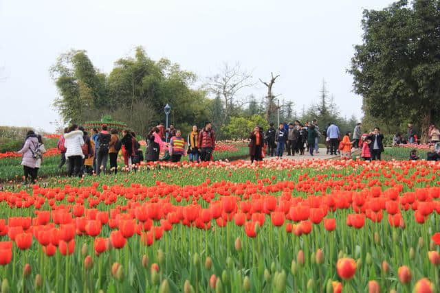 2019长寿湖郁金香旅游节即将开幕 百万余株郁金香等你来赏！