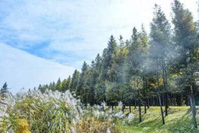 “文明伴进博·乐游在宝山”主题旅游线路之“乡村体验之旅”