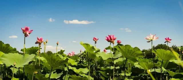 重磅来袭 | 安乡第三届荷花节如期而至，好看好吃好玩全在这儿了，就想“荷”你相约！