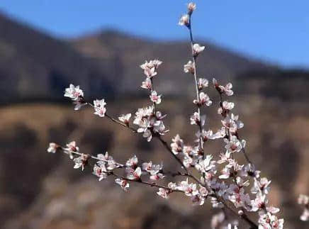 2019中国—邢台九龙峡第十四届桃花节隆重开幕