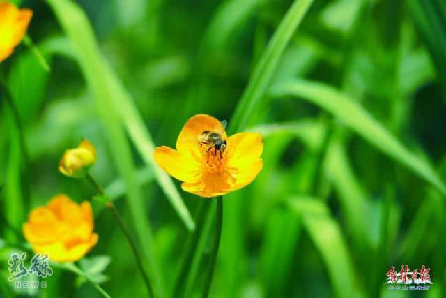 长白山今日正常开放，这些人可免门票进入……附史上最全游玩攻略