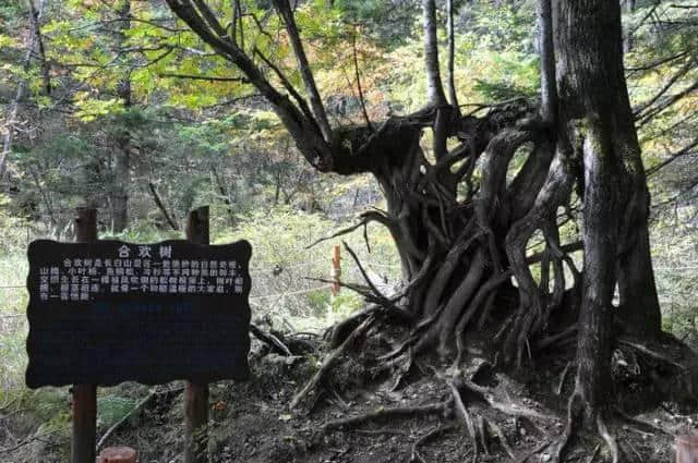 长白山今日正常开放，这些人可免门票进入……附史上最全游玩攻略