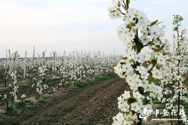 休闲农业成旅游热点