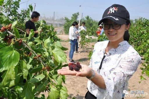 假期最后1天，去哪？樱桃红了！桑葚熟了！不用人挤人，徐州周边这些采摘胜地嗨翻天！