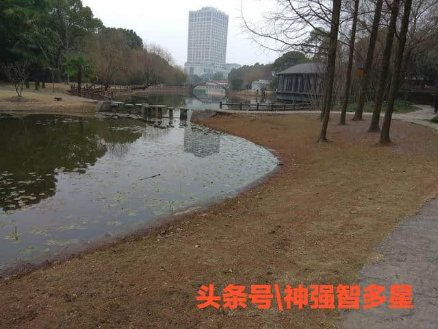 足不出户带你游览上海金山滨海公园，小桥流水，美景尽收眼底