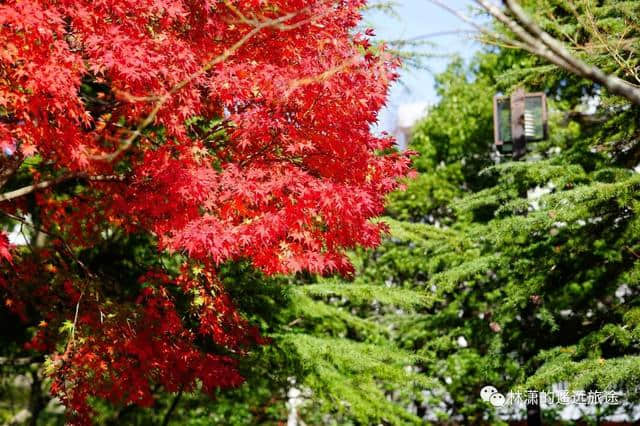 秋 IN 长崎——银杏和红枫
