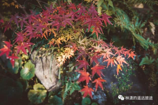 秋 IN 长崎——银杏和红枫
