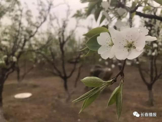 收藏！长春初春最全赏花攻略，带你畅游浪漫花海！