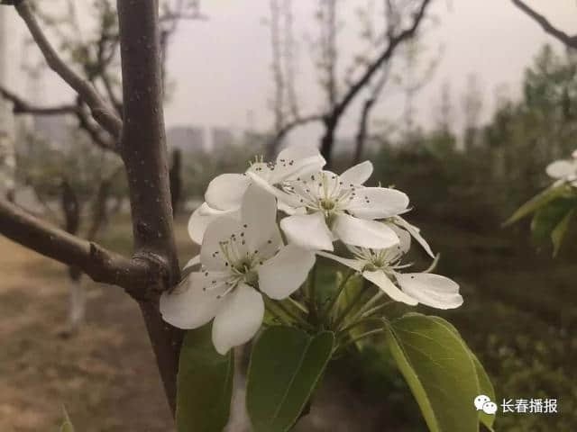 收藏！长春初春最全赏花攻略，带你畅游浪漫花海！