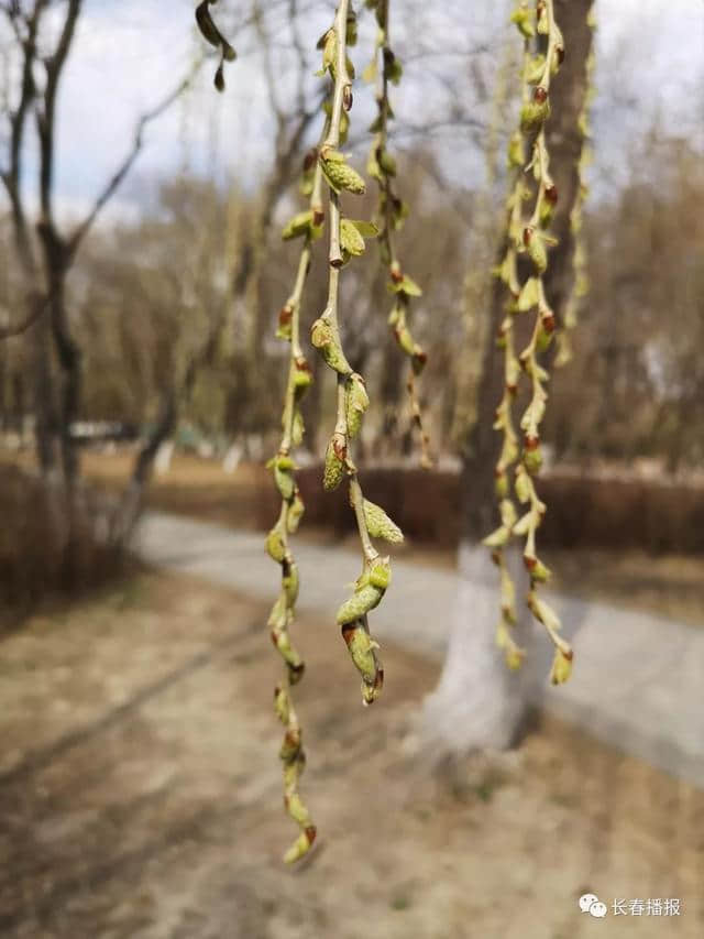 收藏！长春初春最全赏花攻略，带你畅游浪漫花海！