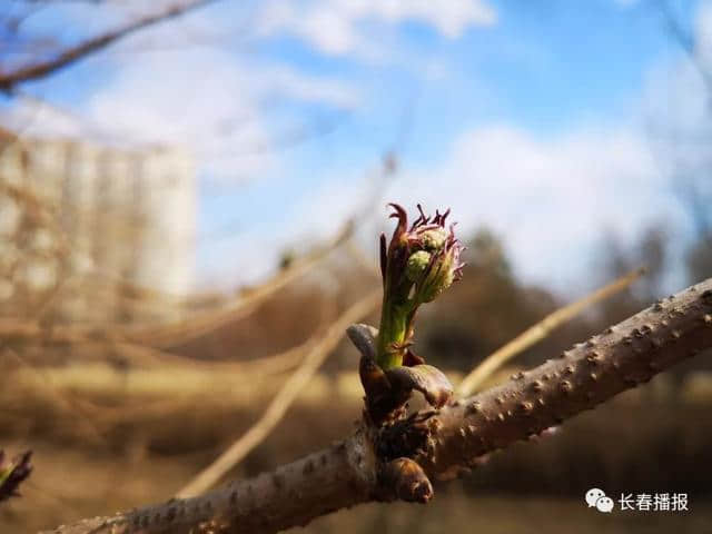 收藏！长春初春最全赏花攻略，带你畅游浪漫花海！