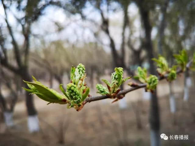 收藏！长春初春最全赏花攻略，带你畅游浪漫花海！