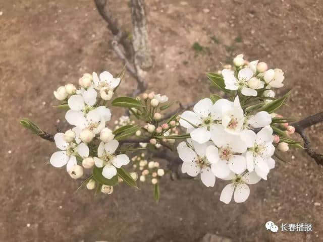 收藏！长春初春最全赏花攻略，带你畅游浪漫花海！