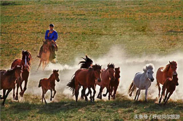 内蒙古这些著名的草原 你都去过哪里？第一个一定要去！