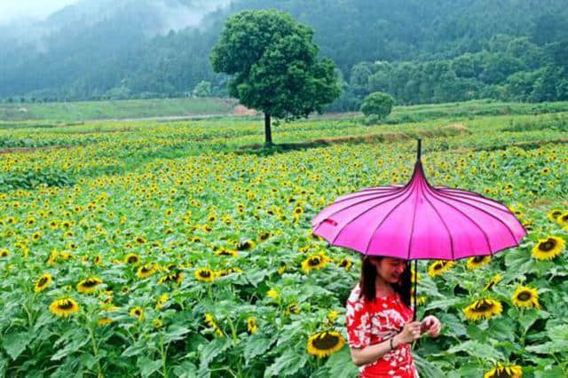 惠民旅游券月底到期，抓紧时间游木兰山、花博汇