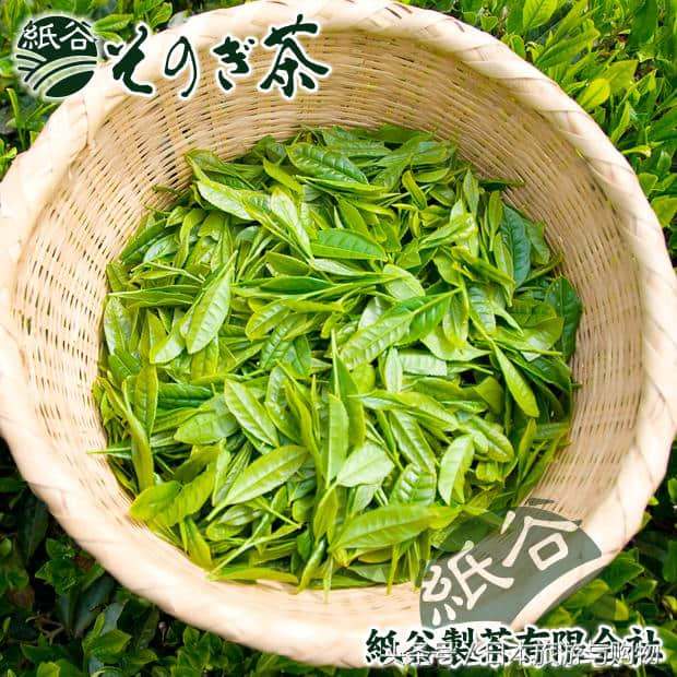 长崎玉绿茶恢复中断20余年的手工采茶方式迎接日本茶叶大会