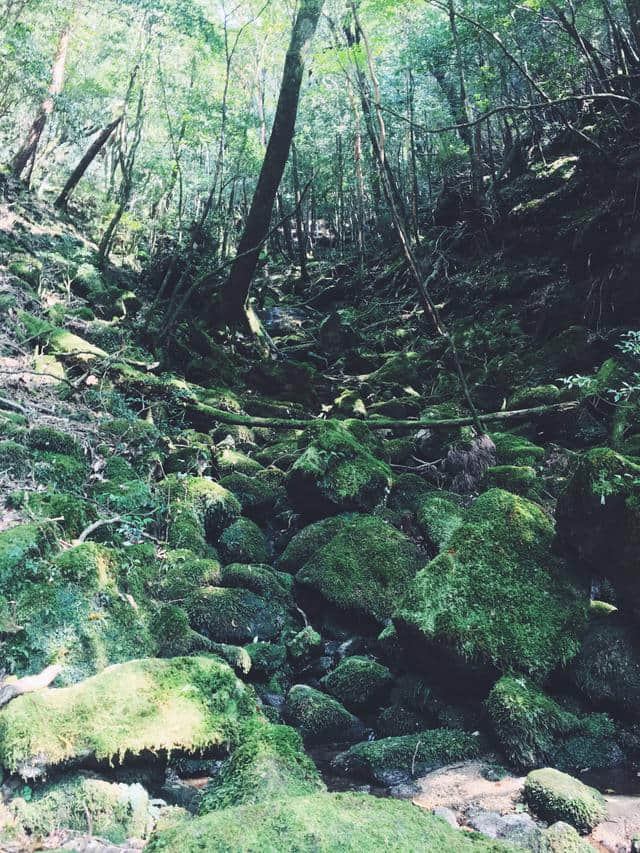 日本值得一去的冷门岛屿，人少景美价格低，快安排起来