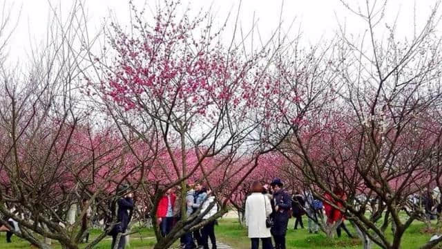 收藏 ! 长沙赏花地图在手，你还怕没地方游玩吗？