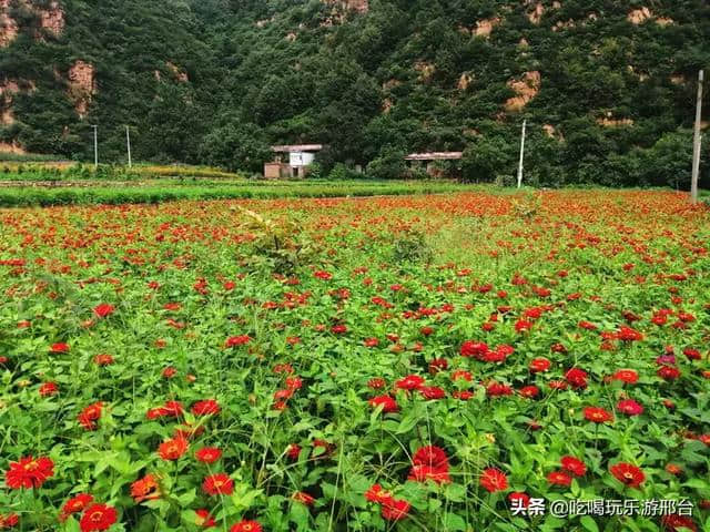 邢台旅游攻略丨抱香谷才是四海八荒真正的梯田花海秘境