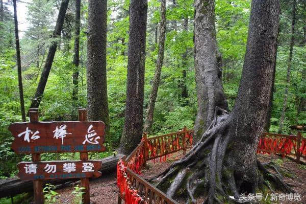 史上最细最全长白山旅游攻略来袭！拿走不谢！建议收藏！