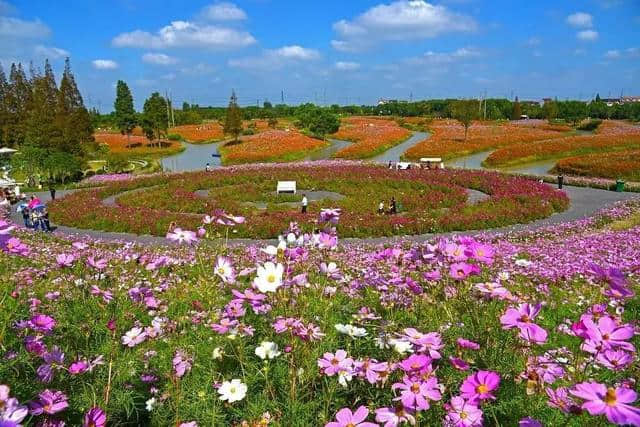 本周日，金山这两家景区免费开放！还有旅游套票等你抢