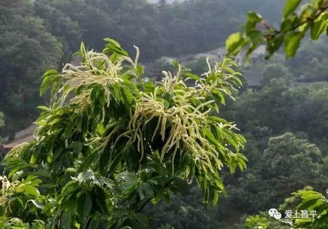 栗花深处暗香浮动！美食+旅游+文化，去昌平这地儿把日子过成诗