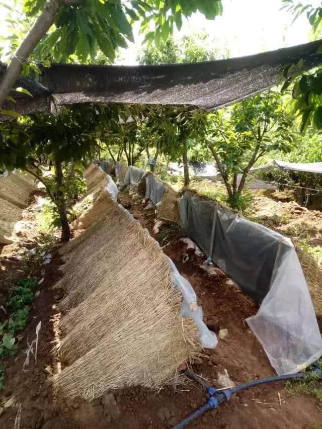 栗花深处暗香浮动！美食+旅游+文化，去昌平这地儿把日子过成诗