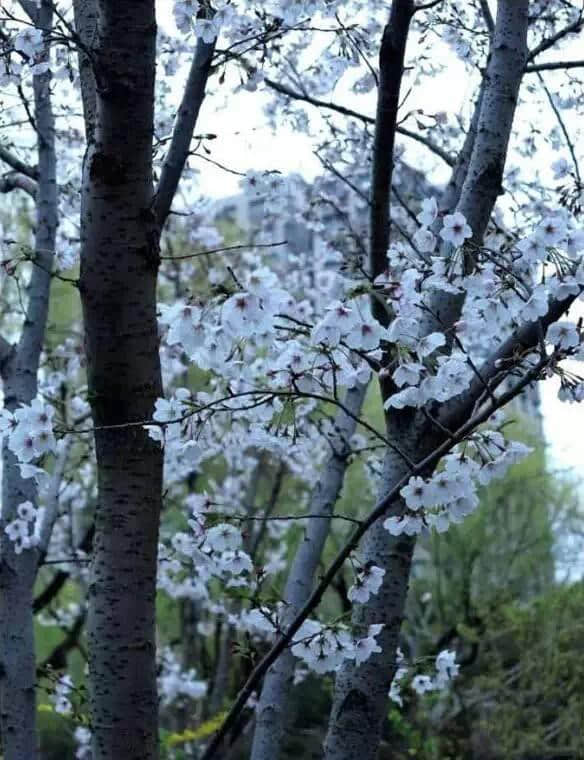 看樱花干嘛要去日本，上海的樱花比日本还要美！