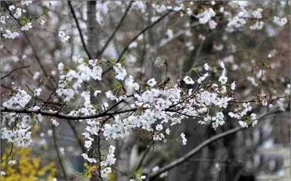 看樱花干嘛要去日本，上海的樱花比日本还要美！