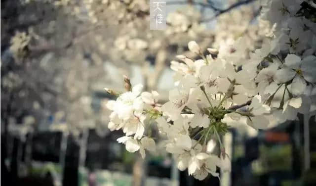 看樱花干嘛要去日本，上海的樱花比日本还要美！