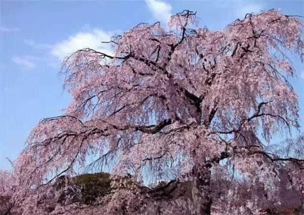 看樱花干嘛要去日本，上海的樱花比日本还要美！