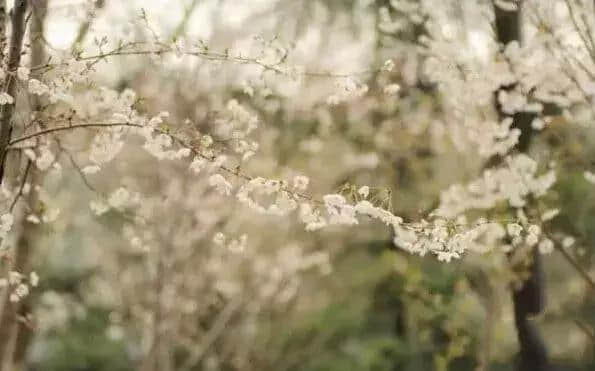 看樱花干嘛要去日本，上海的樱花比日本还要美！