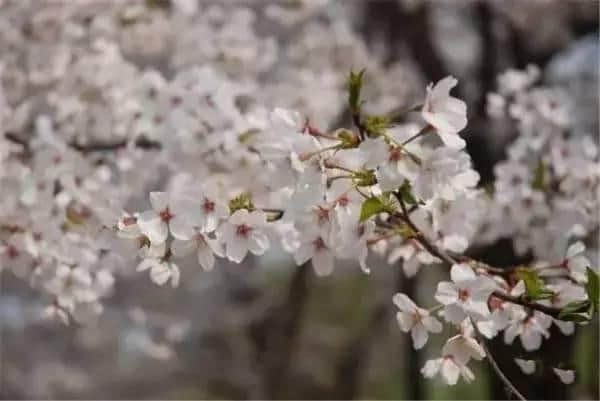 看樱花干嘛要去日本，上海的樱花比日本还要美！