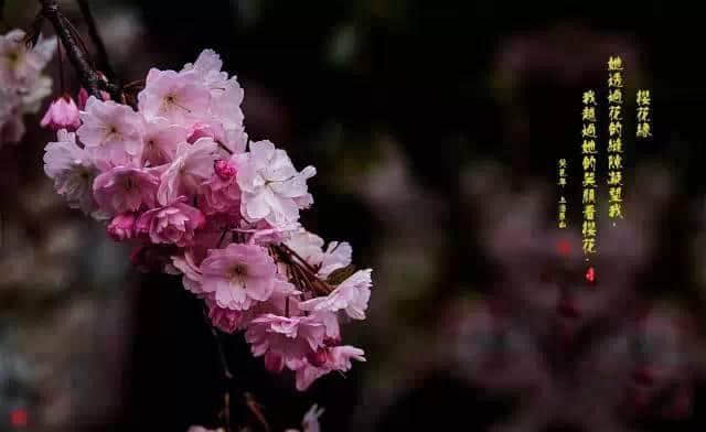 看樱花干嘛要去日本，上海的樱花比日本还要美！