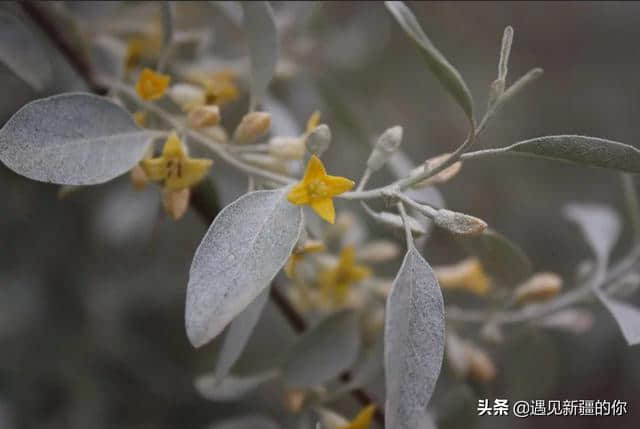 新疆见闻：五月来南疆旅行，一定要闻闻沙枣花的肤香