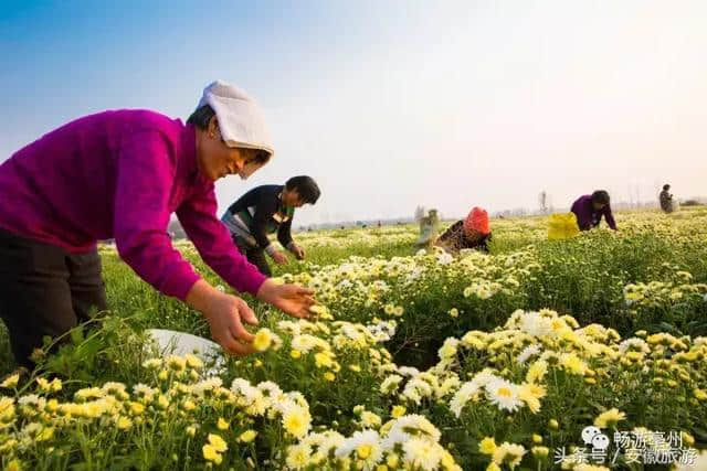 周末还不知道去哪玩？亳州有7条精品旅游线路等你嗨！