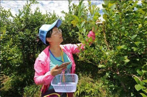 麻江县首届乡村旅游节暨蓝莓文化节“嗨”起来了