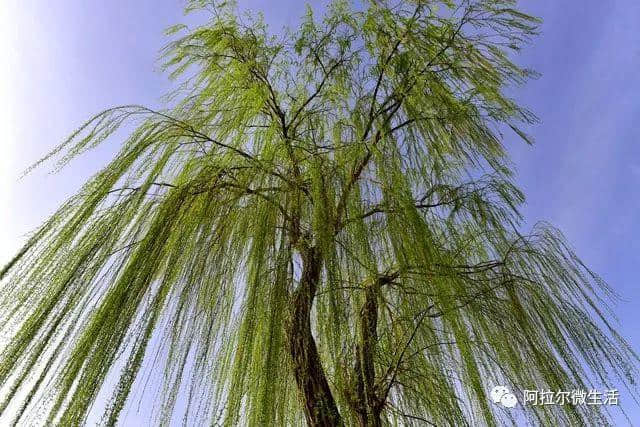 「微头条」鸟语花香幸福城