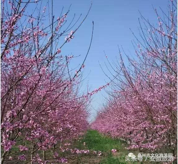 一首诗一处景 诗词中的亳州你知道吗？