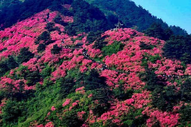 贵州毕节百里杜鹃不仅美到窒息，“女神”三八节免费游三大景区！